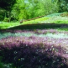 A Dombóvári Herbárium – Magyarország legszebb arborétumai és botanikus kertjei